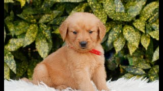 Video preview image #1 Golden Retriever Puppy For Sale in NEW HOLLAND, PA, USA