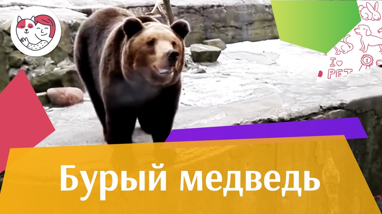 Бурый медведь Осторожно хищник на ilikepet