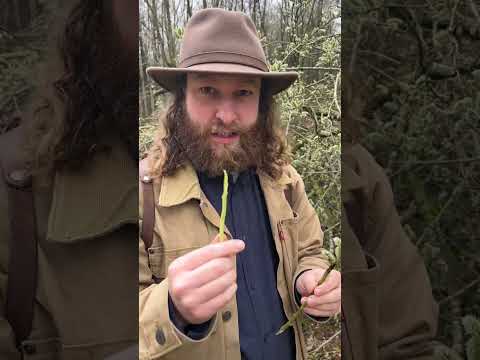 Das natürliche Kopfschmerzmittel: Die Weide!