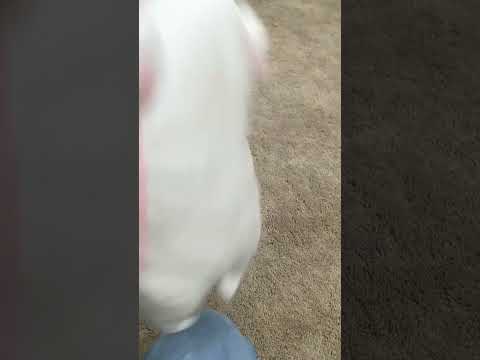 The dog is ALIVE!!!!