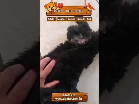 Vídeo de poodle preto peludo 