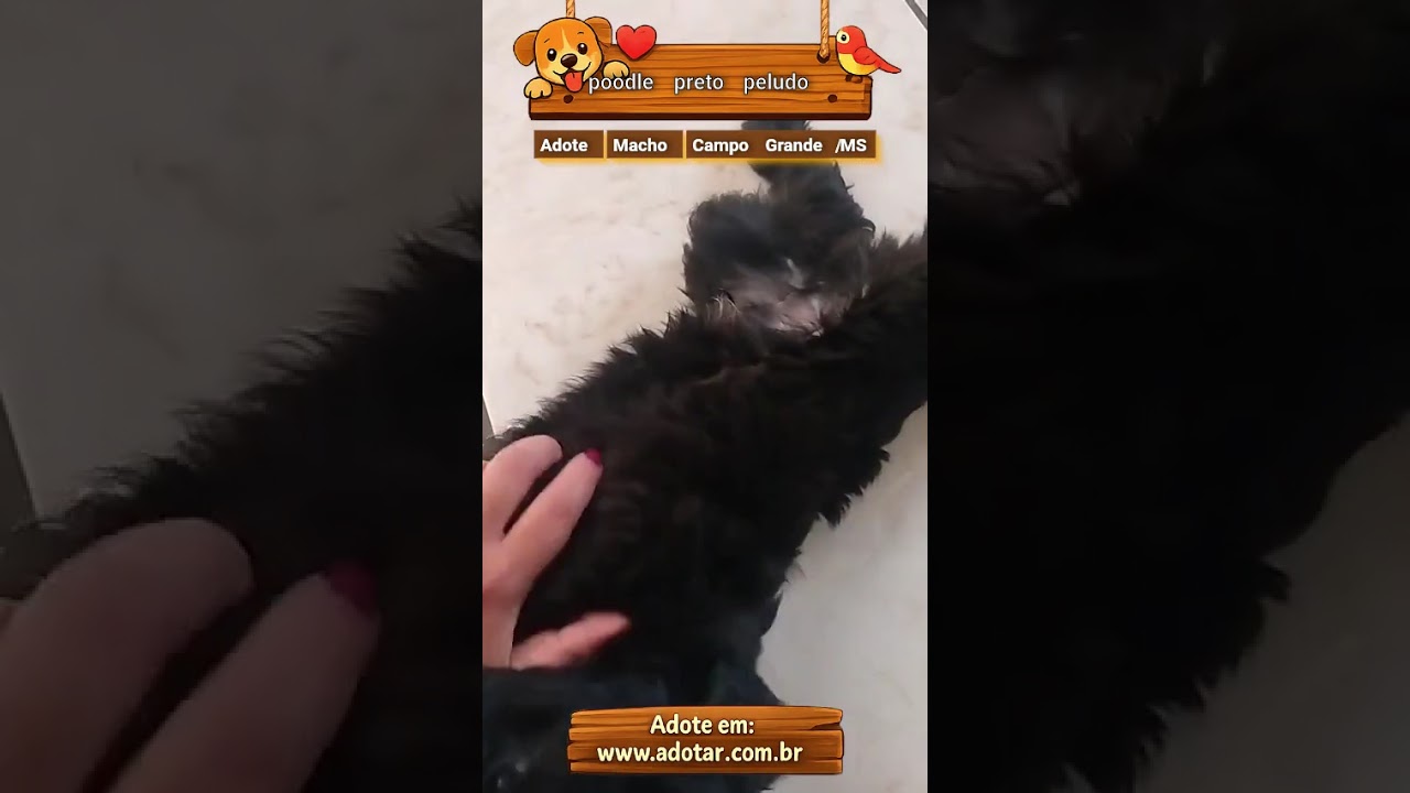Cachorro raça SRD-ViraLata idade 2 a 6 meses nome poodle preto peludo 