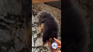 Importance of multivitamins in dogs. #germanshepherd #multivitamin #doglove #dogshorts