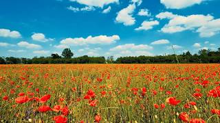 Poppy Field 4K • Relaxing Nature Sounds, Birds Singing & Gentle Wind for Sleep, Study, Relaxation