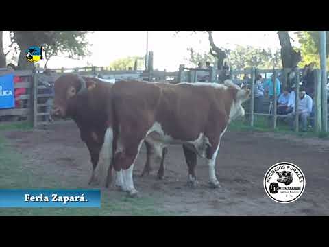 REMATE LOCAL ZAPARÁ, MIÉRCOLES 7 DE SETIEMBRE DE 2022