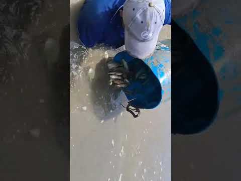 emergencia ambiental en hidroituango Sabanalarga occidente de Antioquia 🐠🐟 5 agosto Martes