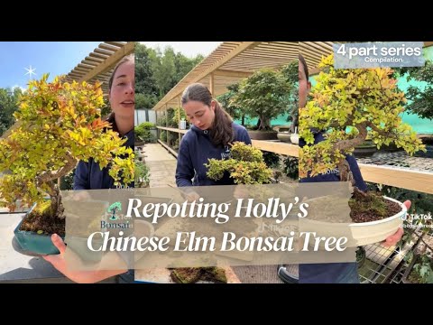 Repotting Holly’s Chinese Elm Bonsai 🌳💚 | Step-by-Step Bonsai Tutorial for Beginners