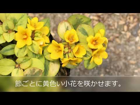 レスケレラ テネラ