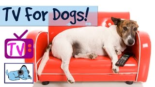 TelevisionforDogs,NatureFootageforDogs,AfilmforDogs,CreatedforDogVisionStimulation