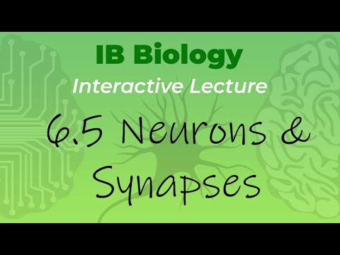 [OLD2016] IB Biology 6.5 - Neurons & Synapses - Interactive Lecture