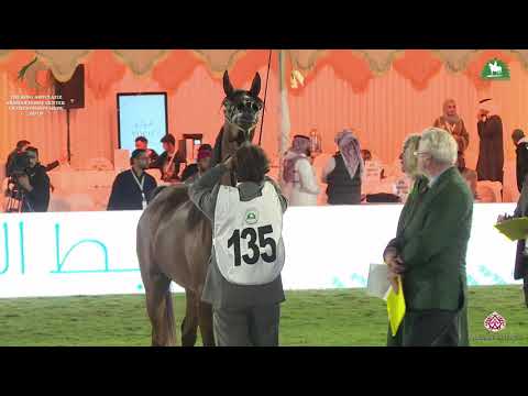 N 135 DHAI ALSAKAB   KAAHC 2019   Fillies 3 Years Old Class 3B