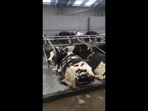 The Mayo Mattress & Bolt-To-Floor Cubicles