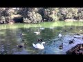 Крик лебедей на пруду в Аскании-Нова 