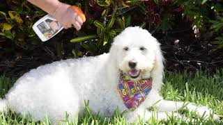 Bonide Spring 2018 BV