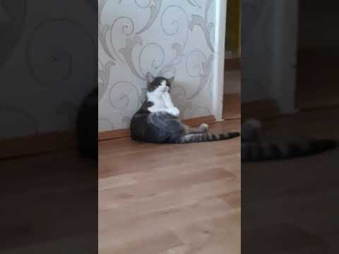🤣кошачок грызёт ногти/ the cat bites his nails