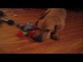 My Dog Lexi Destroying Elmo While He Sings The Alphabet