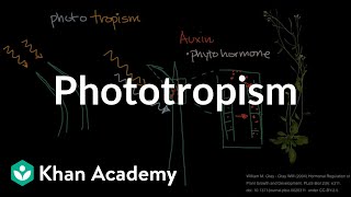 Phototropism  | Plant Biology | Khan Academy