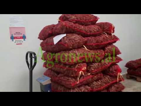 Seleksionimi i trangullit Kornishon ne kompanine Veget-AL, Lushnje, Albania