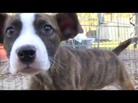 Gainesville Pet Rescue Commercial