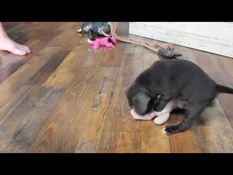 GAGE www.ozarkmtnpuppies.com