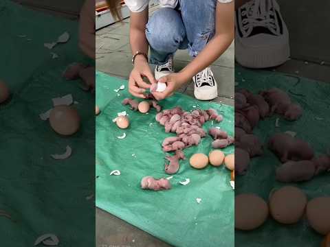 Cute baby rabbit 🐰🐰 #rabbit #shorts #animals