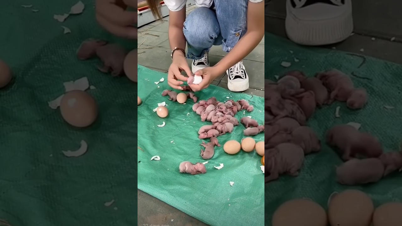 Cute baby rabbit 🐰🐰 #rabbit #shorts #animals