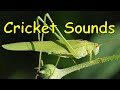 Cricket Sounds (3 different sounds)