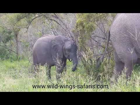 Safari Scenes 7-10 January 2022 (Part 1)