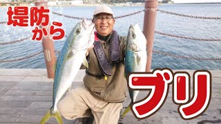 堤防からブリ（ワラサ・イナダ）連発！覚えれば簡単「泳がせ釣り」で狙う青物釣り！