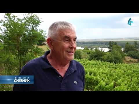 U Sremu u toku poslednje faze pripreme vinove loze za berbu