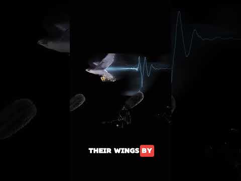 Why owl wings don’t make any sound during flight🤯🤯 #animals #facts #wildlife #nature