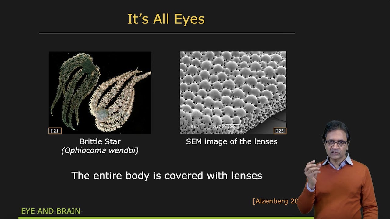 Nature’s Image Sensors: A Fascinating Look into the World of Image Sensing