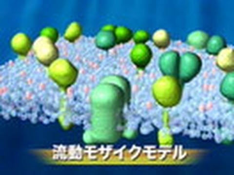 , title : 'サイエンスフロンティア２１　（６４）1分子で見る細胞膜の世界　～国際共同研究「膜機構プロジェクト」の挑戦～'