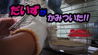 だいず（1F）かみつくジャンガリアンハムスター
