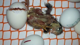 Baby Chick Hatched in Egg Incubator Day 20 RESULT