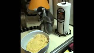 Jojo ringtail lemur monkey hungry