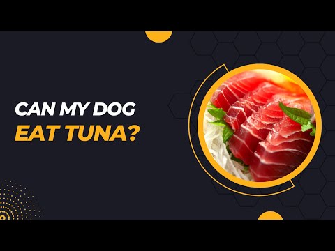 Can My Dog Eat Tuna? Comprehensive Guide