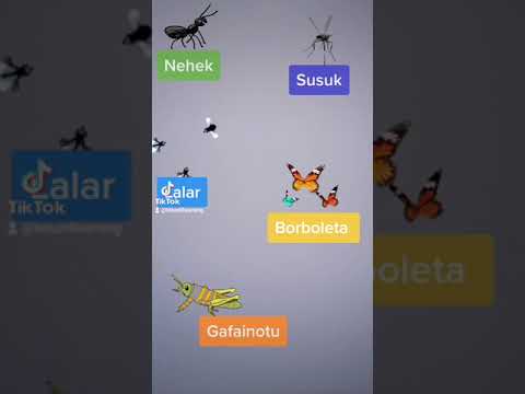 What are the names of these insects in Tetun.