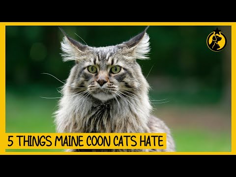 5 Things Maine Coon Cats Hate That You Should Avoid