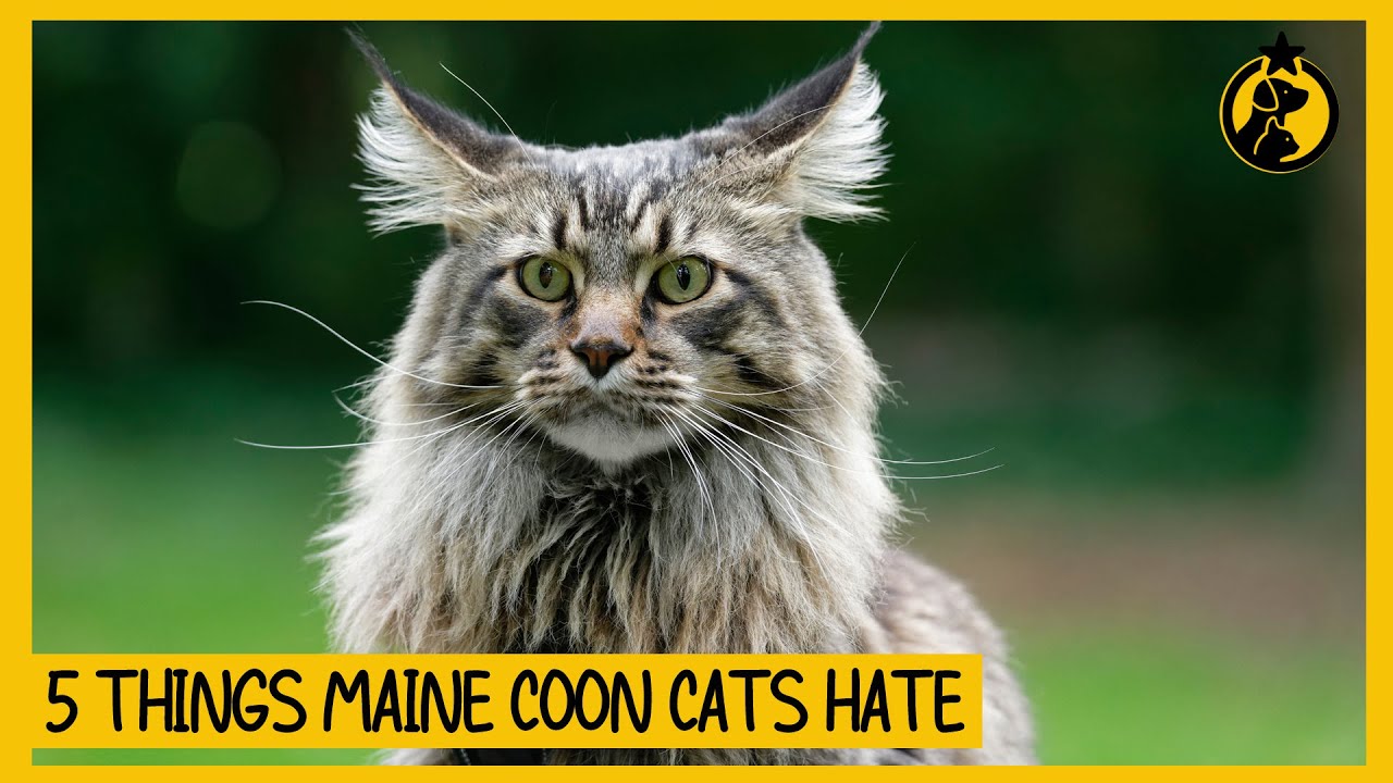 5 Things Maine Coon Cats Hate That You Should Avoid