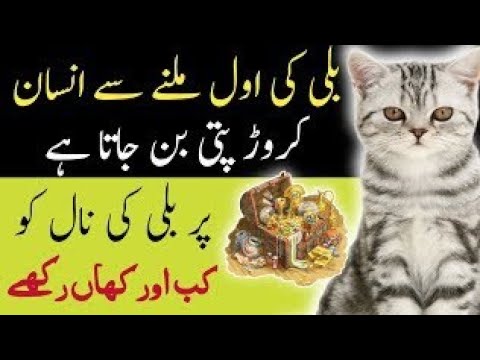 Billi ki jer k faiday#billi ki jer rakhne ka tariqa Billi ki اول se kese insan karorpati bnjata h