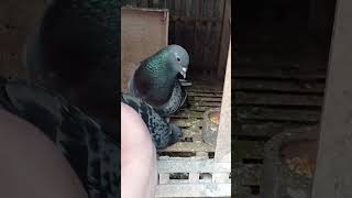 Download lagu Changed my soulmate and immediately became very happy. I wanted to do the same thing. #pigeonlove... mp3