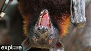 The Giant Flying Fox