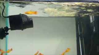 Power Head Circulation Pumps- Flow Demo