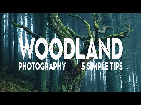 5 WOODLAND PHOTOGRAPHY TIPS I wish I knew earlier