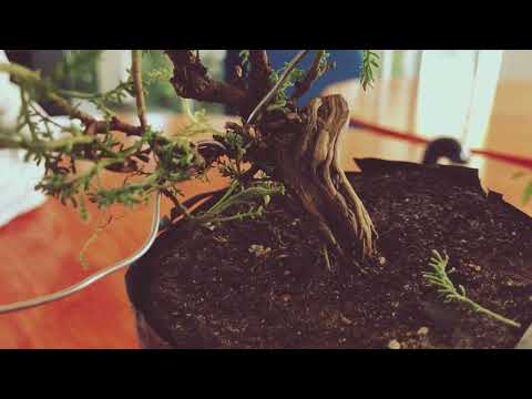 Lavanda bonsái mame