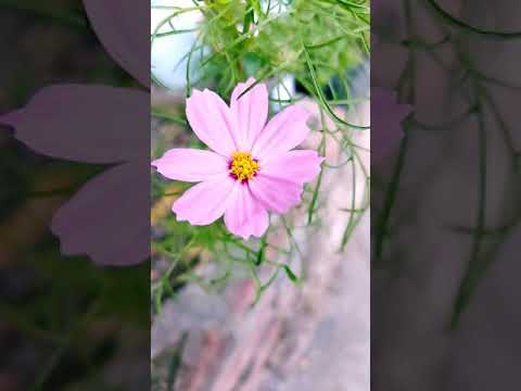 #Flowers #Home #Nature #Abhi Gyan