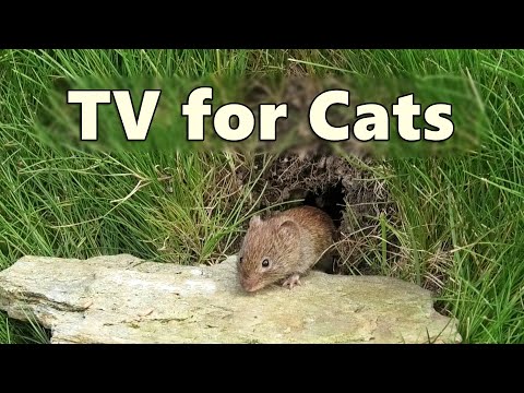 Cat TV Mouse Hole ~ Mice for Cats to Watch - 8 HOURS 🐭 Videos for Cats to Watch Mice