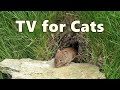 Cat TV Mouse Hole Mice For Cats To Watch 8 HOURS Videos For Cats To Watch Mice