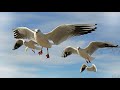 Ring Billed Gull Seagulls Gulls Seabirds Flyingbirds Species Feeding Rajkot